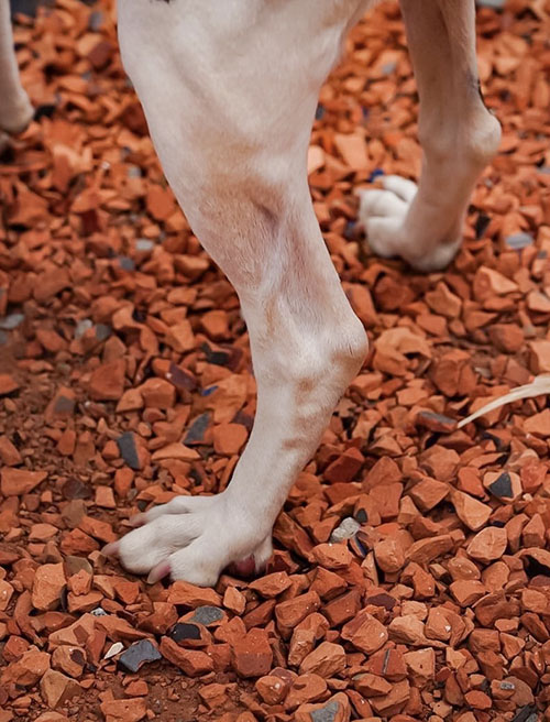 犬に優しい瓦チップ