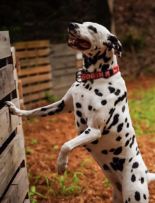 全サイト柵付き