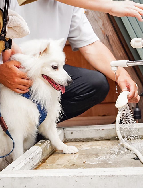 ワンコ足洗い場