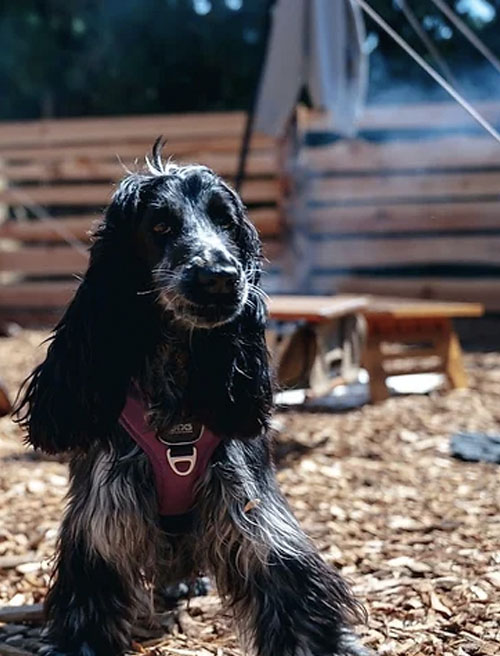 全サイト柵付き