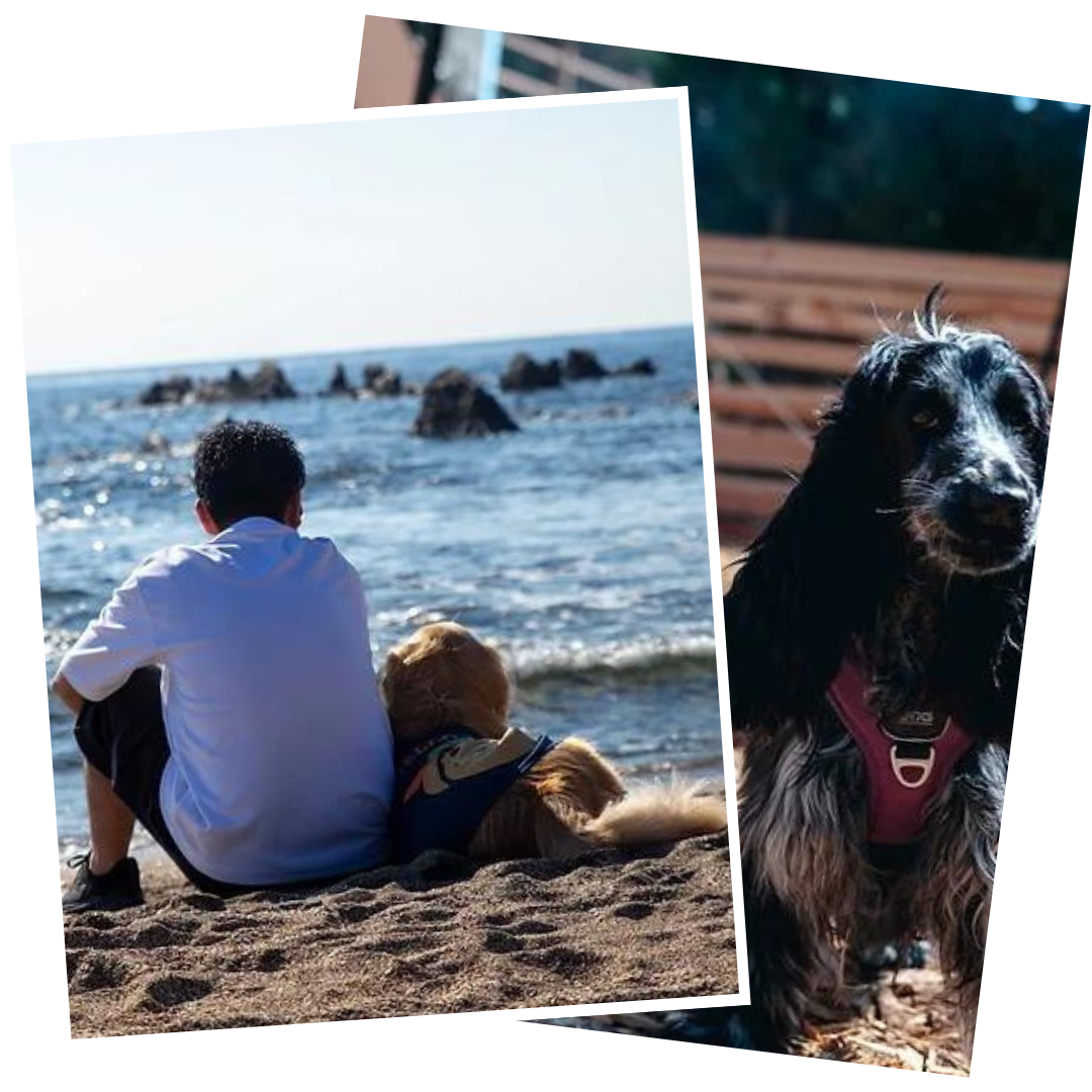 THE DOG DEPT GARDEN RESORT 南房総フォトギャラリー