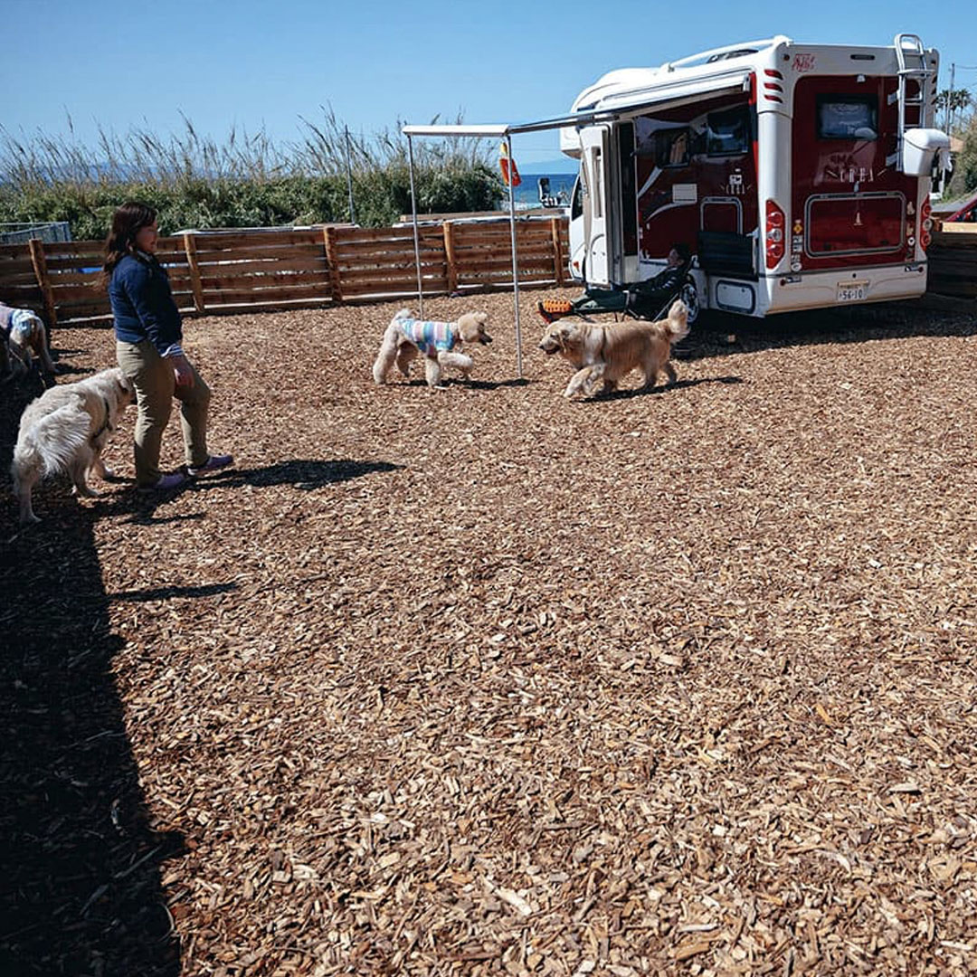 THE OCEAN 安房白浜 | THE DOG DEPT GARDEN RESORT 南房総 キャンプサイト