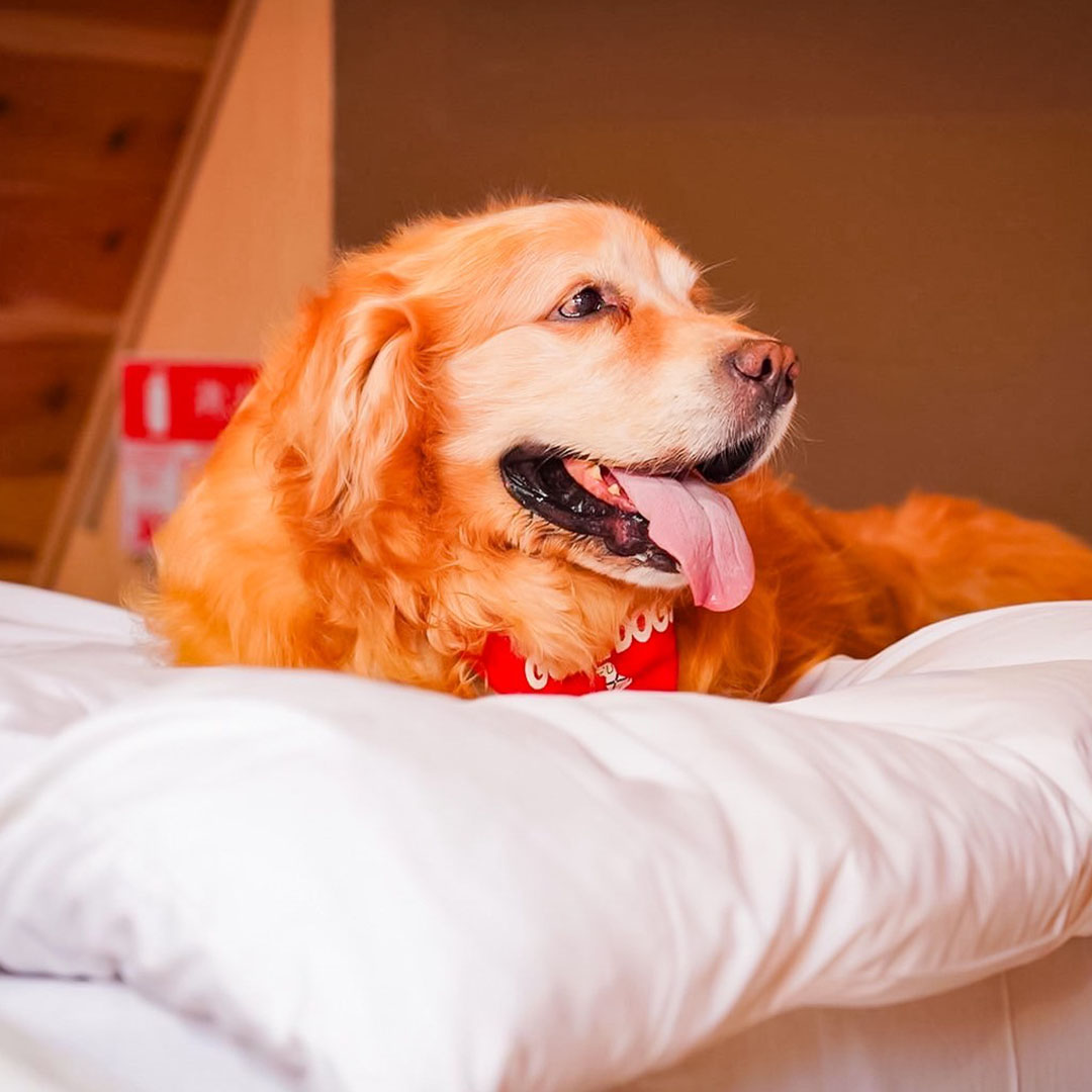 THE FOREST OCEAN VIEW 館山 | THE DOG DEPT GARDEN RESORT 南房総 キャンプハウス