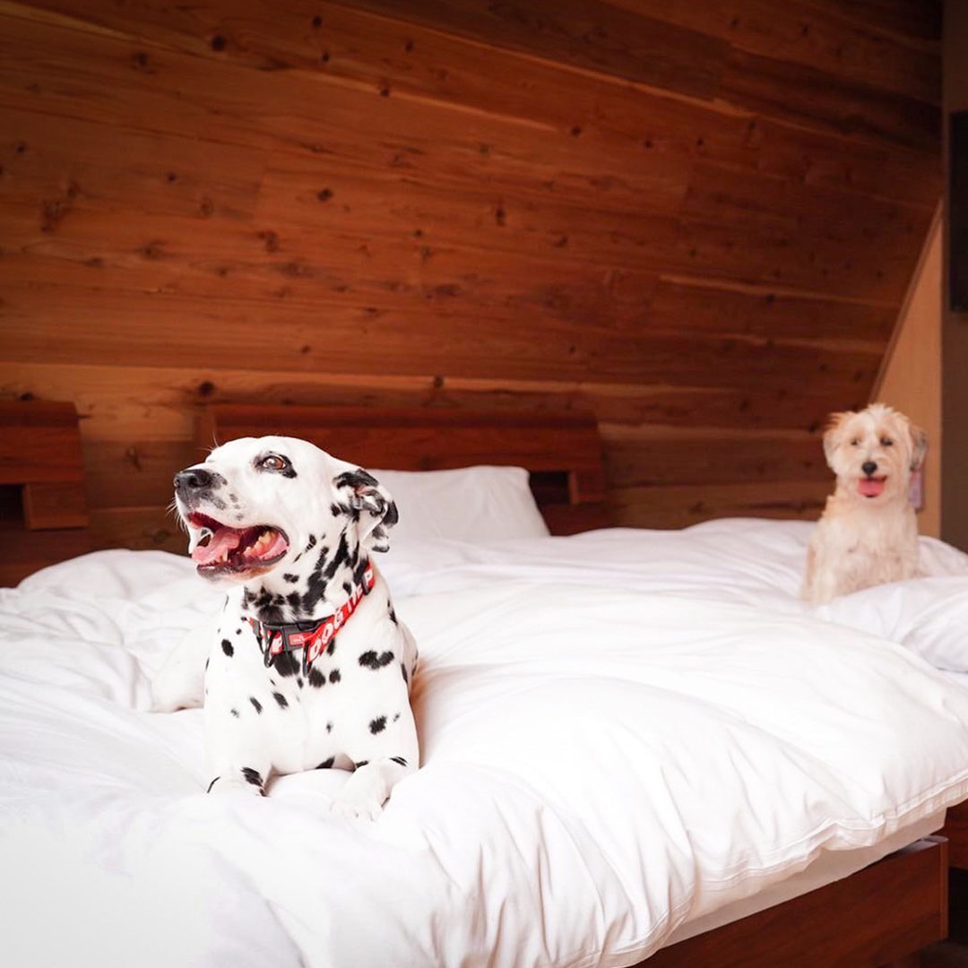 THE FOREST OCEAN VIEW 館山 | THE DOG DEPT GARDEN RESORT 南房総 キャンプハウス